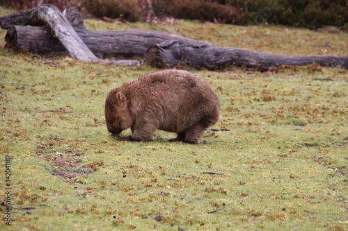 Wombat 