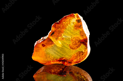 A wonderful piece of Baltic amber with an unusual prehistoric creature inside it. Isolated with a reflection on a black background. 