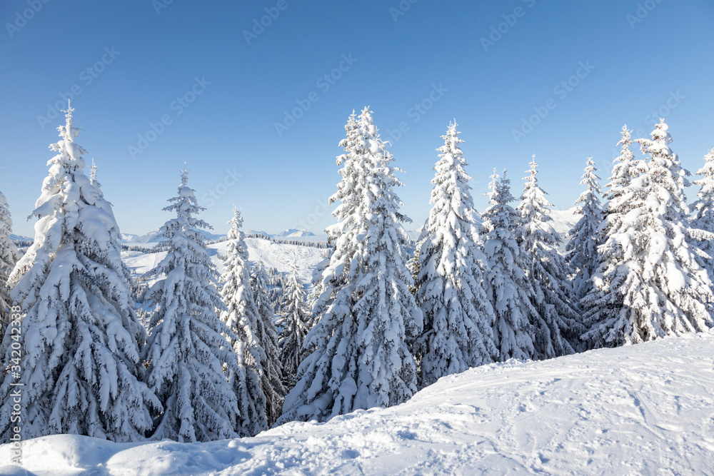 Fir trees covered in thick, fresh snow in Les Gets, France.