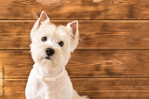 West highland white Terrier sits on a wooden background.