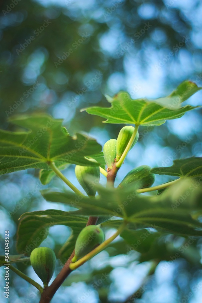 Green unripe figs (Ficus carica) on the tree.