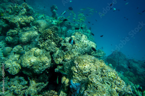 Underwater world coral reef landscape with colorful tropical exotic fish and marine life © Whiteline