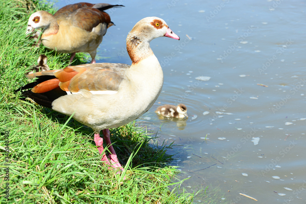 Obraz premium Nilgans mit Küken