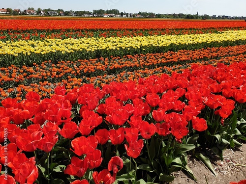 Campo di tulipani fiorito