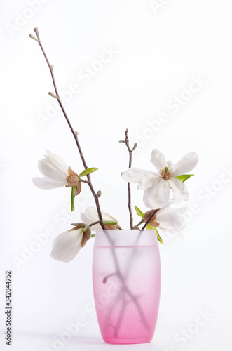 Beautiful delicate white magnolia in glass vase isolated on white background
