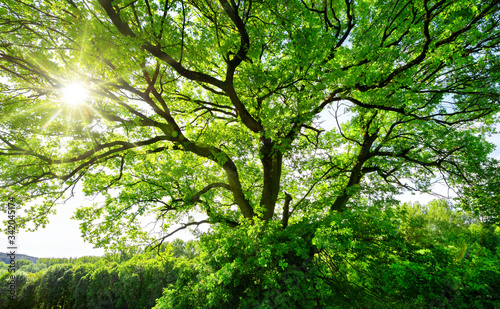 Photo The sun brightly shines through the crooked branches of a majestic green tree