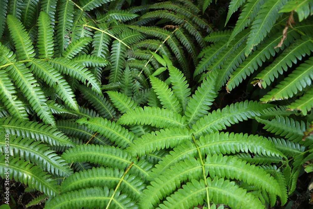 Guadeloupe flora - ferns Guadeloupe flora - ferns