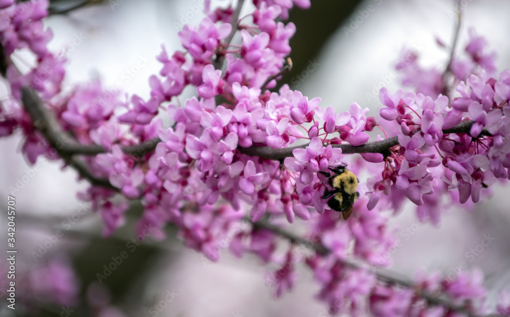 Spending a spring afternoon in peaceful wonder is a luxury worth the time. Watching a diligent bumble bee work the fresh blooms of a redbud tree is a prime example. Bokeh. Spending a spring afternoon in peaceful wonder is a luxury worth the time. Watching a diligent bumble bee work the fresh blooms of a redbud tree is a prime example. Bokeh.