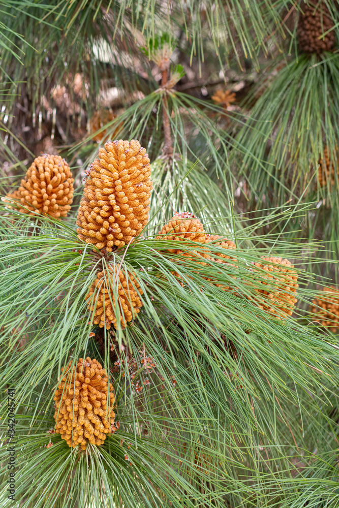 Pinus roxburghii (chir pine, longleaf Indian pine) male cone at spring Pinus roxburghii (chir pine, longleaf Indian pine) male cone at spring