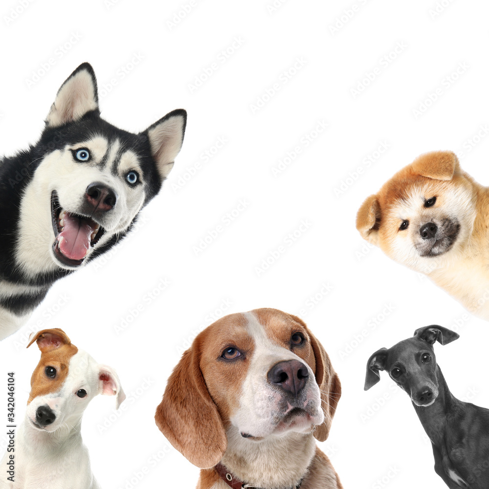 Set with different cute dogs on white background. Adorable pets