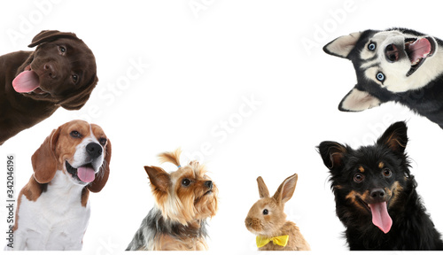 Fototapeta Naklejka Na Ścianę i Meble -  Set with different cute pets on white background. Banner design