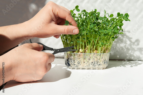 close-up of hands with scissors trimmed sprouted sprouts of peas, seeds with root in boxing. Harvest microgreen photo