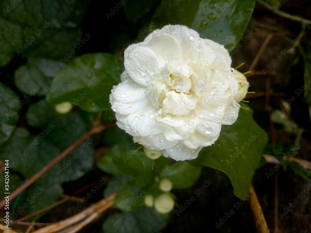 white jasmine in the garden white jasmine in the garden