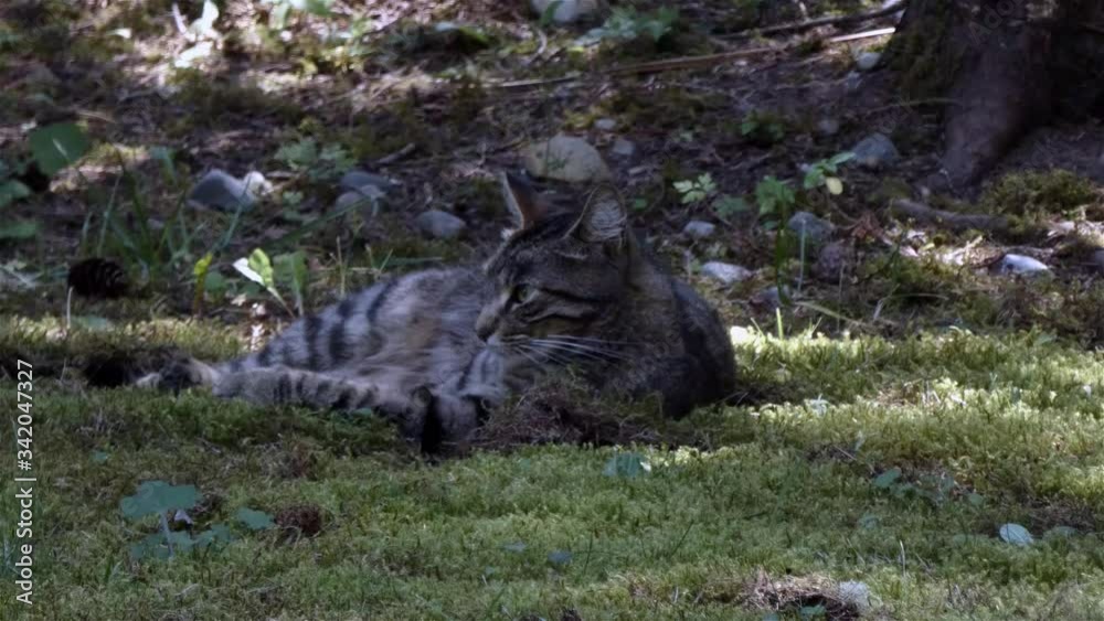 gray striped cat outside in the front yard lawn gray striped cat outside in the front yard lawn