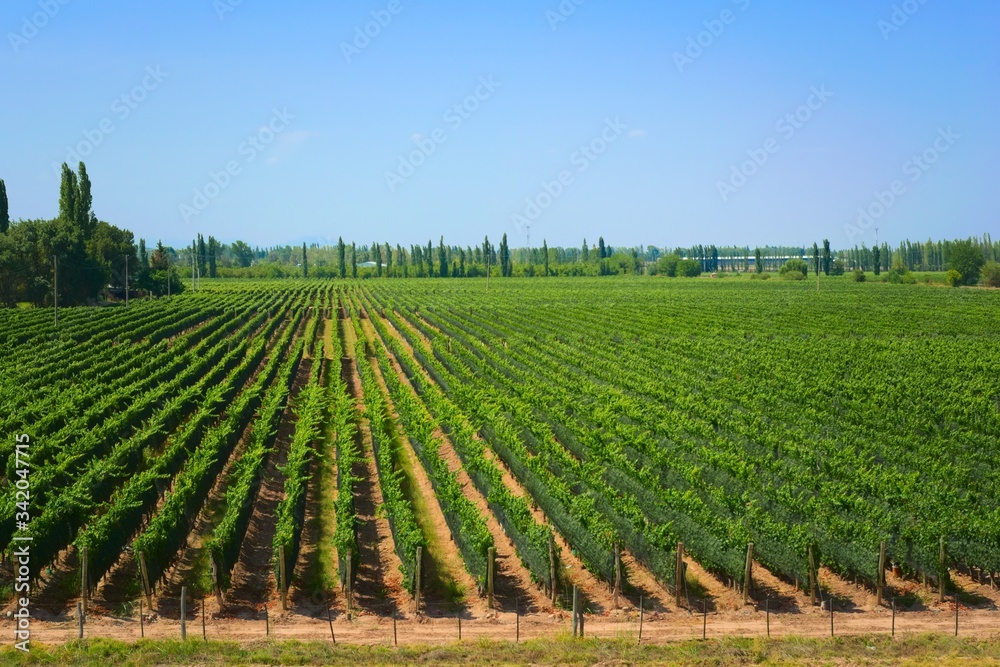 Grapevine rows at a vineyard estate on a sunny day in Mendoza, Argentina. Elevated view, high angle shot.