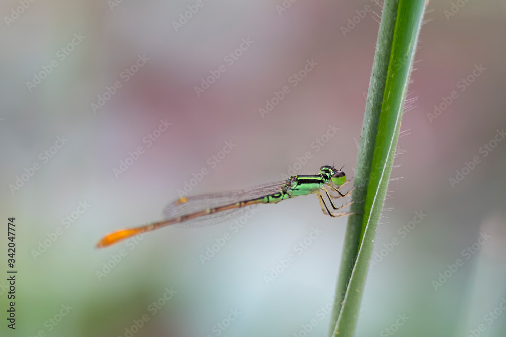 dragonfly on a leaf dragonfly on a leaf