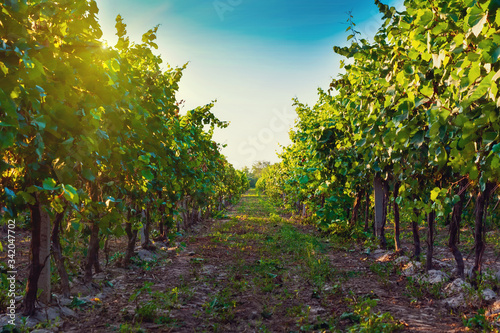 Fototapeta Naklejka Na Ścianę i Meble -  Summer vineyard at sunset