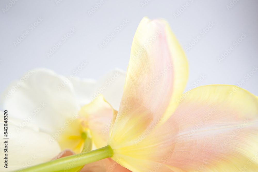 White and pink tulips on a purple background with a peach silk ribbon. White flowers. Macro image. Place for text. Greeting card. Mothers Day
