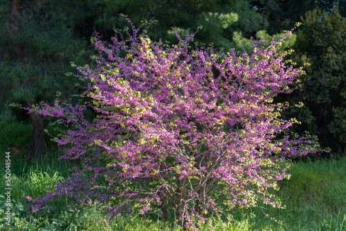 Judas tree (Cercis siliquastrum) in full bloom with pink flowers at spring