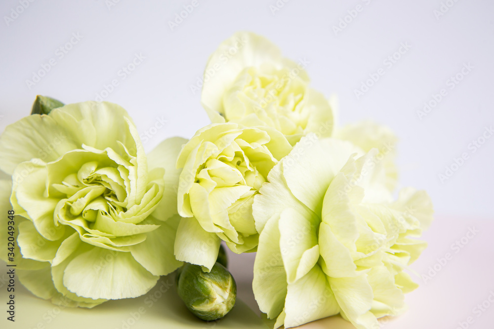 Green yellow carnations flowers on a white lilac background. Place for the text. Mothers Day. Greeting card. Wedding day. Valentine's Day Green yellow carnations flowers on a white lilac background. Place for the text. Mothers Day. Greeting card. Wedding day. Valentine's Day