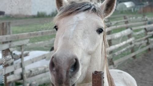 Light brown (gray) horse looking over the fence and sniffing 