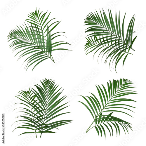 Set with lush tropical leaves on white background © New Africa