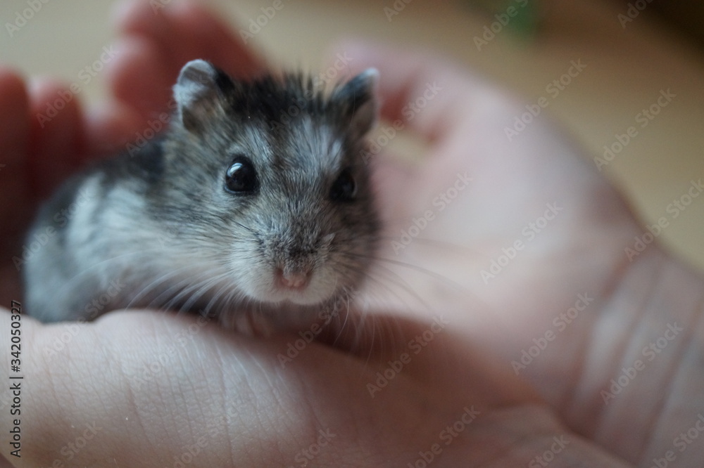 hamster in a hand hamster in a hand