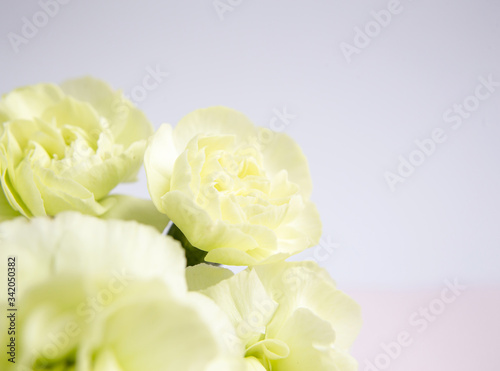 Green yellow carnations on a white lilac background. Place for the text. Mothers Day. Greeting card. Wedding day. Valentine s Day