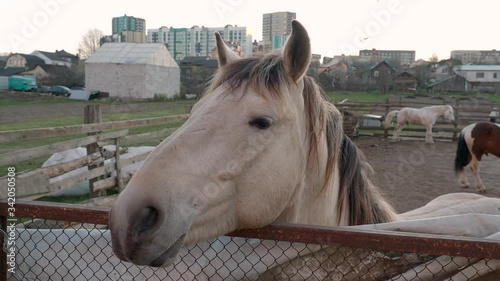 Light brown (gray) horse looking over the fence and sniffing 