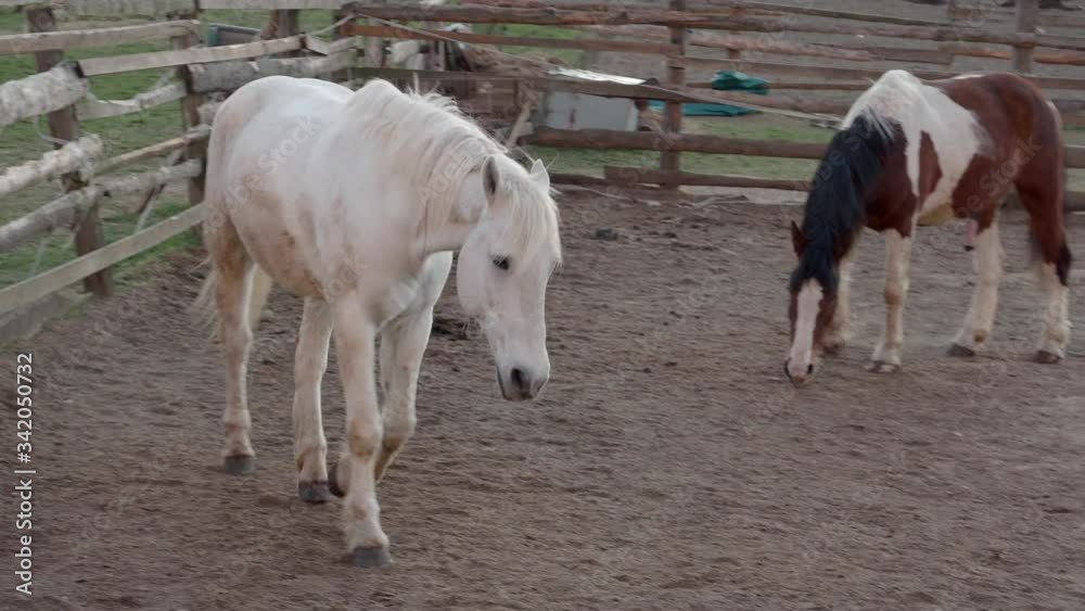 Horses walking and running behind the fence Horses walking and running behind the fence