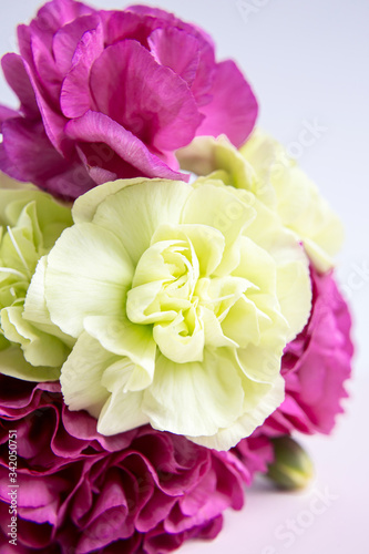 Pink purple and yellow green carnations on a white lilac background. Pink flowers. Place for the text. Mothers Day. Greeting card. Wedding day. Valentine's Day