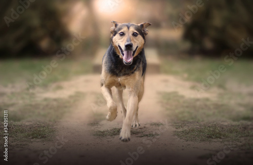 The cheerful dog runs along a path through sand and grass isolated with a blurred background in the countryside in Poland