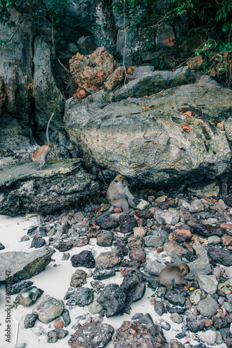 Crazy monkeys on the rocks, Thailand