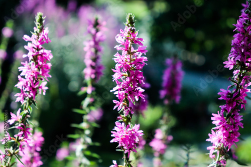 Wild inflorescence of blooming Lythrum salicaria flower.