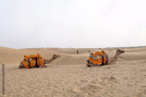 Cammelli nel deserto del Thar in Rajasthan  © monthss