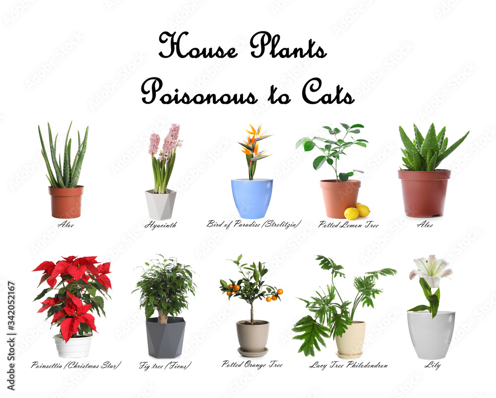 Set of house plants poisonous to cats on white background