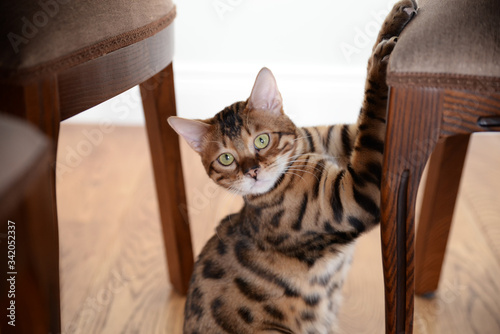 cat of Bengal breed scratches a chair