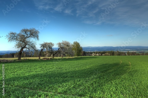 green field and blue sky