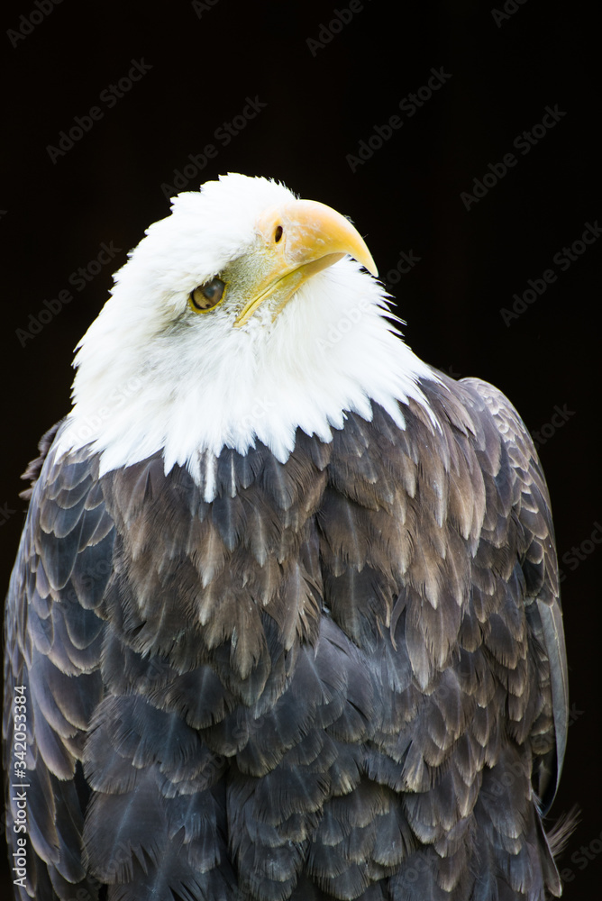 Fototapeta premium Eagle