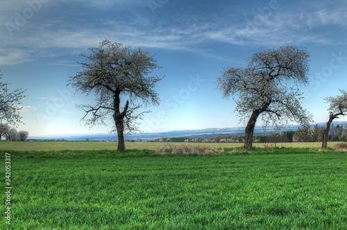 tree in the field