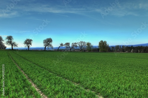 green field and blue sky