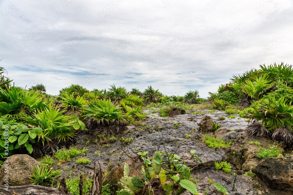 Beautiful tropical greenery vegetation grows on rocks in Tulum in Mexico. The sky is covered with clouds. Background. Space for text