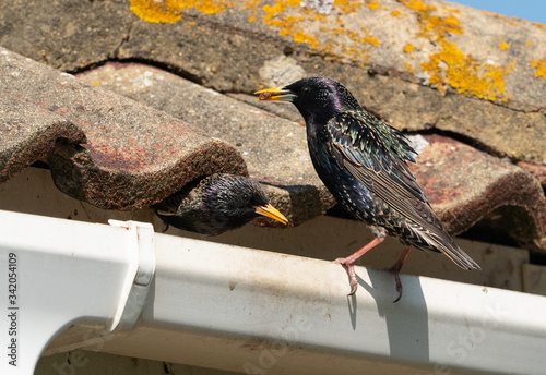 A starling (sturnus vulgaris) waits with food on a gutter as its mate leaves the eves of a roof nest site.Only head of leaving bird visible.Garden birds.Image photo