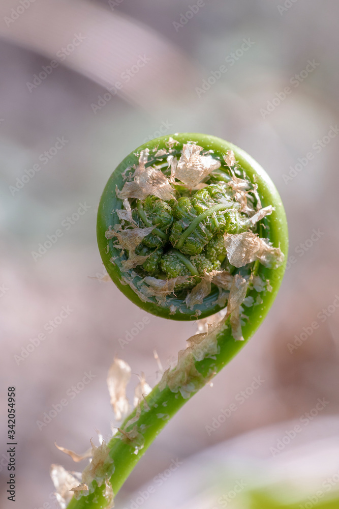 Young fern shoots in the forest close-up. Pteridium quilinum also known as bracken, brake, eagle fern, and Eastern brakenfern. Place for text. Young fern shoots in the forest close-up. Pteridium quilinum also known as bracken, brake, eagle fern, and Eastern brakenfern. Place for text.