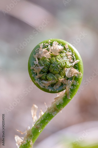 Young fern shoots in the forest close-up. Pteridium quilinum also known as bracken, brake, eagle fern, and Eastern brakenfern. Place for text.