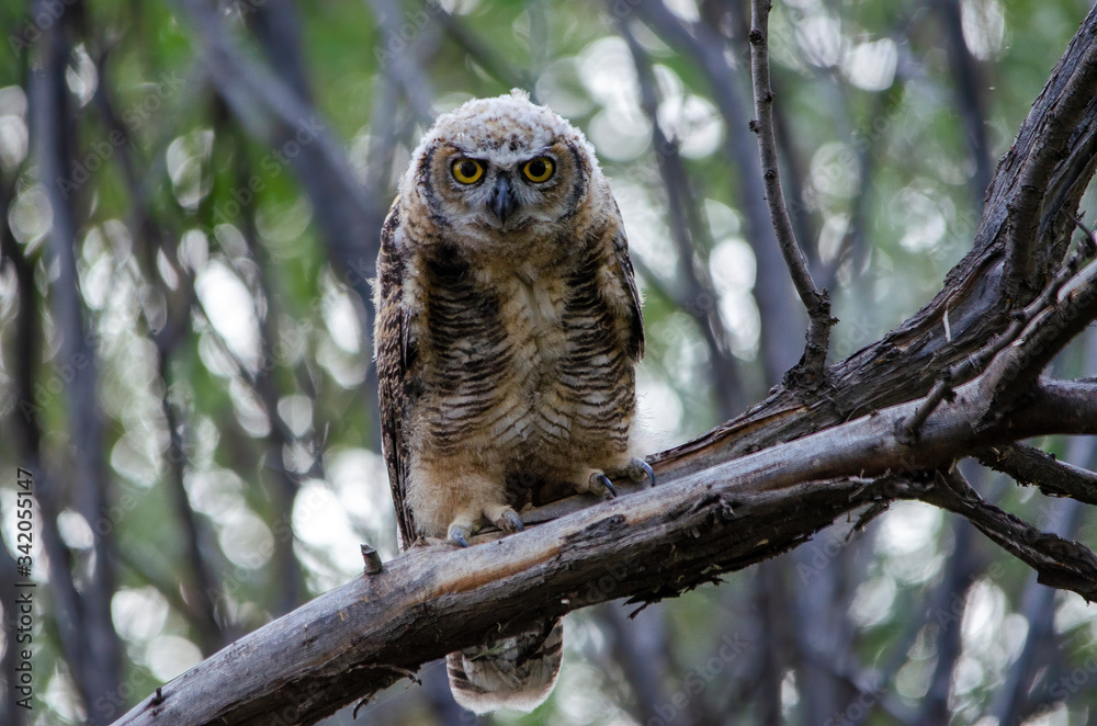 Young great horned owl in the spring in a forest at Market Lake National Wildlife Management Area in Idaho Young great horned owl in the spring in a forest at Market Lake National Wildlife Management Area in Idaho