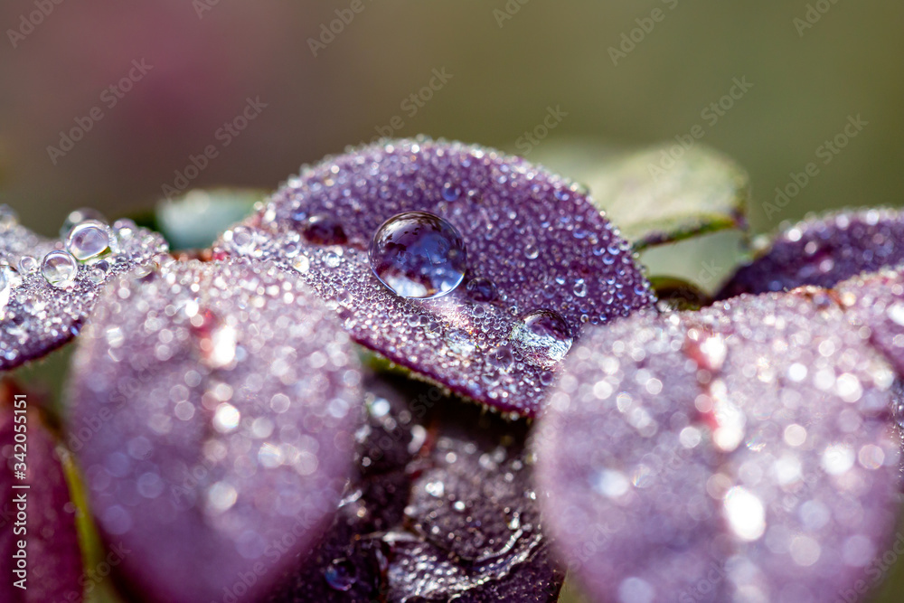 Water drops ,Water Drops On Autumn Leaf Water drops ,Water Drops On Autumn Leaf