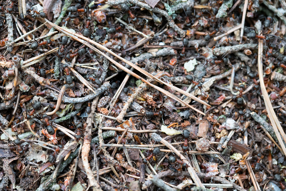 Fragment of an anthill close-up. Fragment of an anthill close-up.
