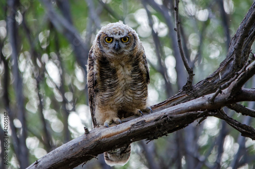Young great horned owl in the spring in a forest at Market Lake National Wildlife Management Area in Idaho