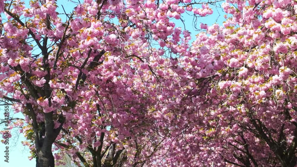 Pink cherry blossom flowers during a beautiful springtime evening with sunlight and a clear sky. Pink cherry blossom flowers during a beautiful springtime evening with sunlight and a clear sky.